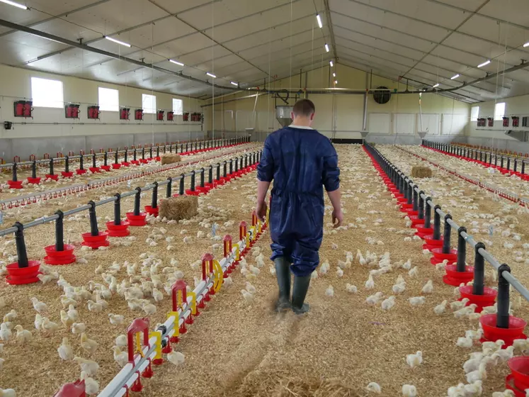 En poulet, le temps de travail quotidien (surveillance, suivi technique, tâches sanitaires...) est d’un peu plus de 4 heures en moyenne, soit 1h40 pour 1000 m2.