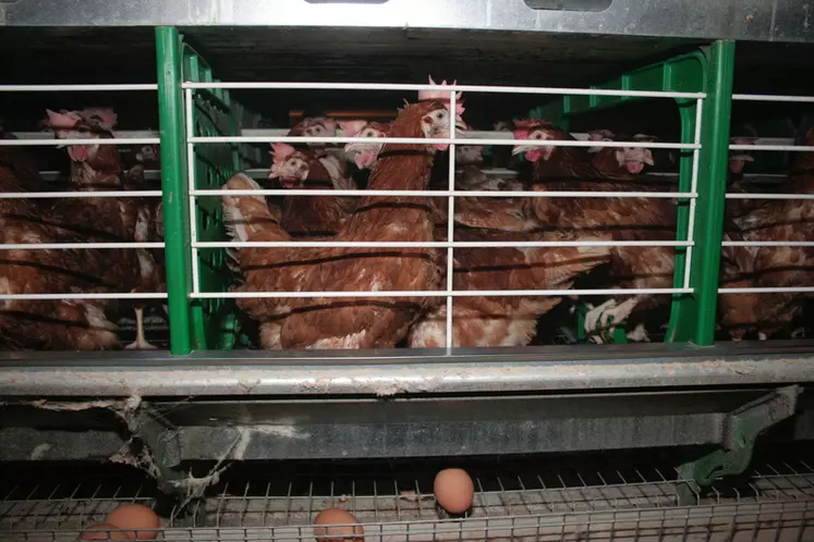 En 2002, un élevage de 87 000 poules logées sur six niveaux était le must technico-économique pour les décideurs de la production d'œufs.