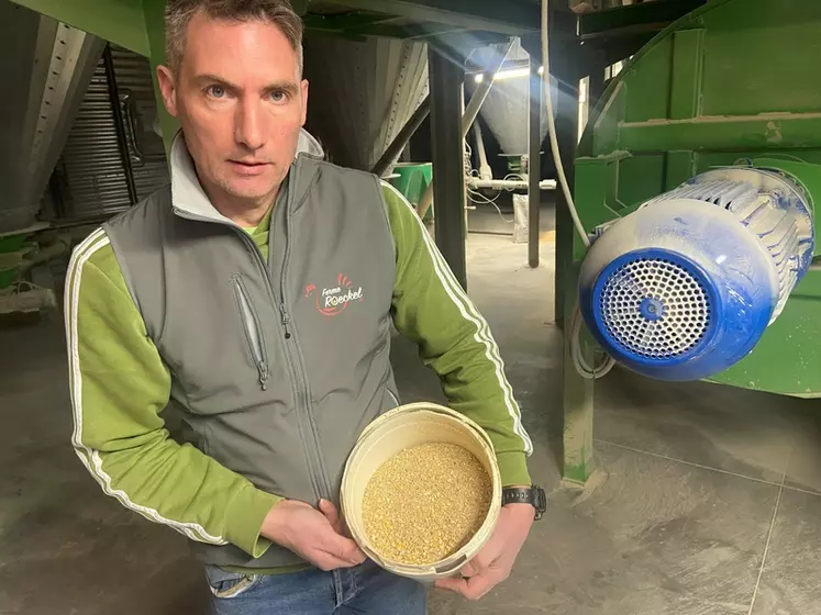 Éleveur « fafeur » installé à Avenhein, Hervé Roeckel a franchi le pas de la conservation par inertage du maïs humide pour ne plus revivre la récolte catastrophique de 2021.
