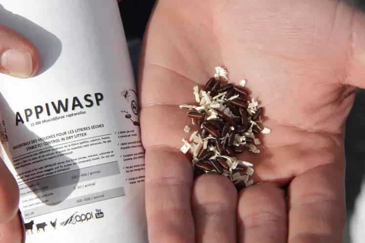 Les miniguêpes d'Appiwasp devenu Biopar participent au contrôle de la mouche domestique.