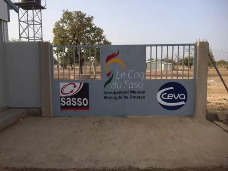 Le centre de sélection du coq du Faso a démarré en 2017 au Burkina Faso, issu d'un partenariat entre une coopérative d'éleveurs et un accouveur burkinabés, la Sasso, le laboratoire Ceva et la contribution de la Fondation Bill et Mélinda Gates. © Hendrix genetics