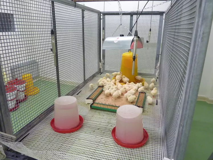Installation expérimentale utilisée pour la captation sonore dans les deux salles de Inrae de Nouzilly. Les microphones sont placés au plus proche des animaux.