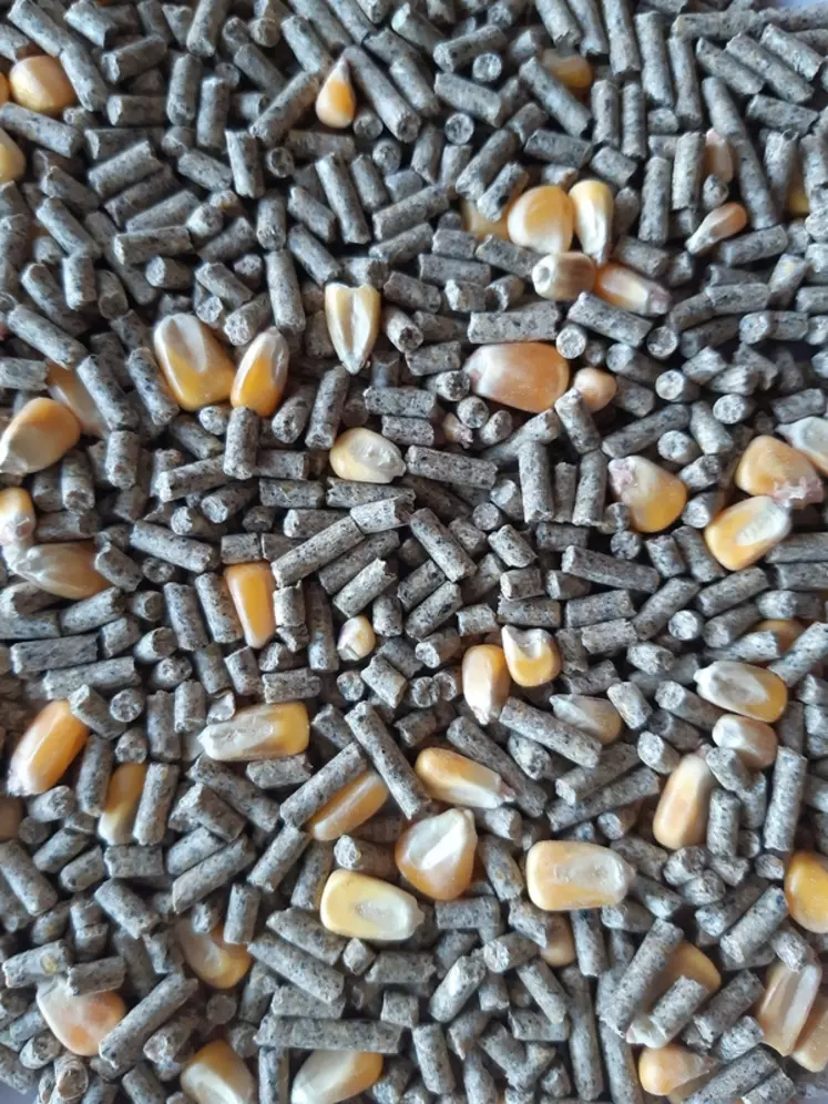 Les granulés fabriqués en mouture à façon pour des canards peuvent contenir des grains entiers (25 % ici) en plus du maïs broyé dans le granulé.