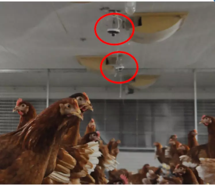 En élevage semi-commercial (960 poules) les comptages des poux étaient corrélés aux données capturées par les caméras infrarouge prenant 5 images par seconde ...