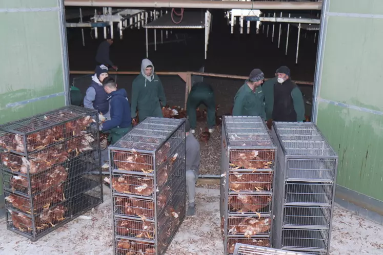 Il est préconisé d’effectuer les transferts de poulettes durant le jour, quand les poux les ont quittées