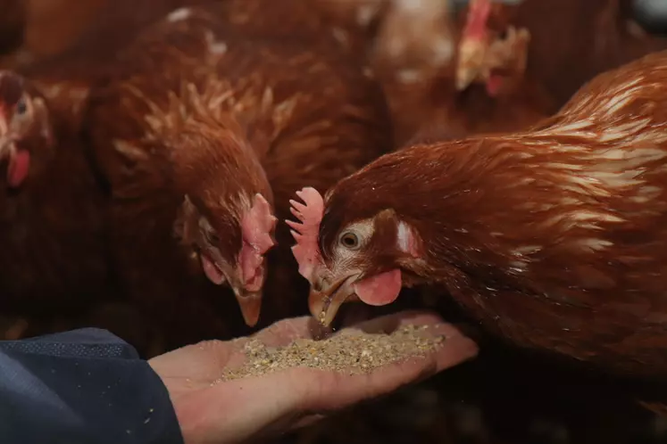 La consommation alimentaire d’une poule peut brutalement baisser dès que la température maximale se maintient au-dessus de 25 °C.