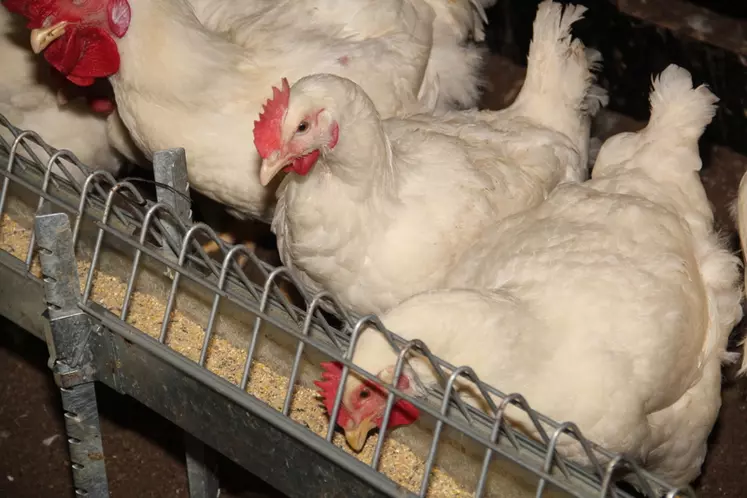 élevage reproducteurs poules coq ross 308 souche lourde