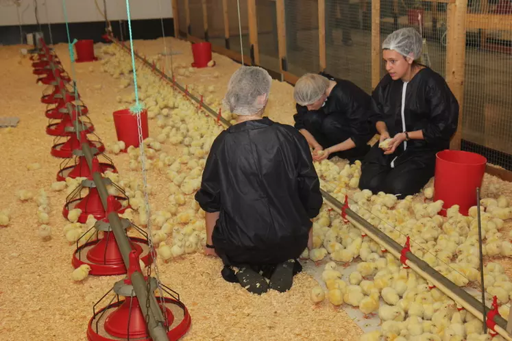 Quand ils découvrent l’aviculture pendant leur formation, les jeunes en apprécient en général la technicité.