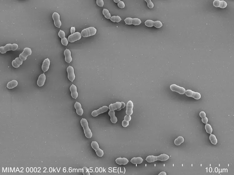 Bactéries Enterococcus cecorum en microscopie électronique à balayage. Six gènes déterminent l’origine clinique d’une souche dans 94 % des cas.