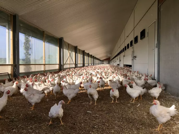 Poulets Hubbard JA 757 aux Pays-Bas. Le poulet du référentiel ECC/BCC se situe entre le poulet label Rouge français (plein air et durée d'élevage différents) et le ...
