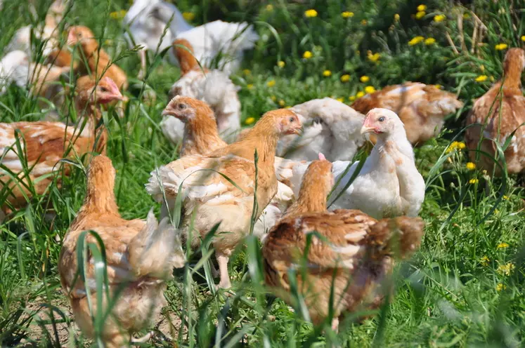 Les souches de poulet accréditées par le protocole de la RSPCA sont notamment  Hubbard Redbro (pas pour l’élevage plein air), Hubbard Norfolk Black, JA757, JACY57, 787, ...