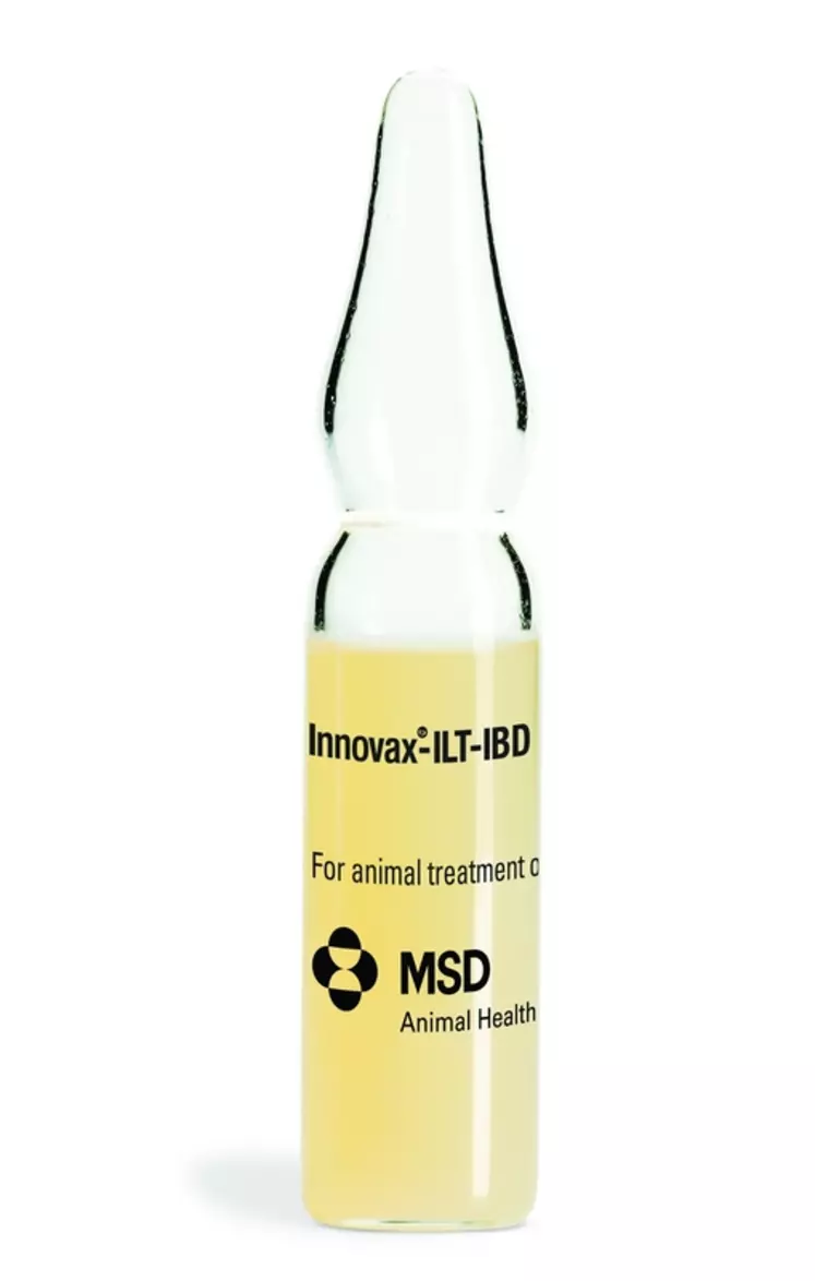 Le vaccin Innovax-ILT-IBD est disponible en ampoule de 2000 doses, conservée dans l'azote liquide.