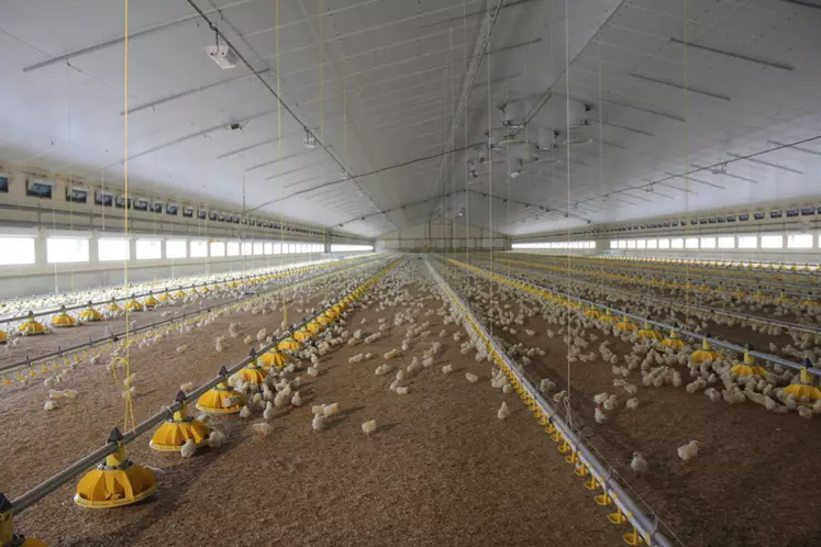 4-Concentration des outils industriels et des élevages, baisse des volumes produits, recentrage sur le poulet du quotidien.