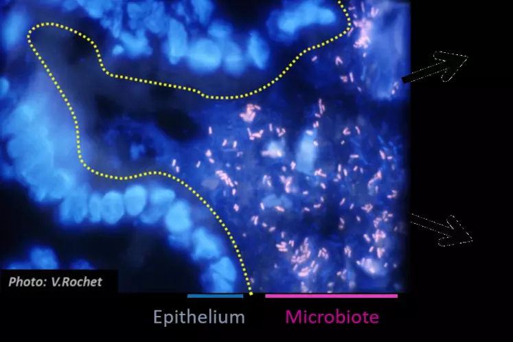 Recherche : Orienter le microbiote intestinal des volailles
