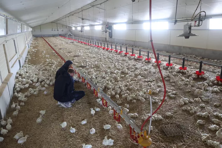 Ces dindes baby mises en place fin septembre comblent le ralentissement des abattages de Volailles de L’Orléanais