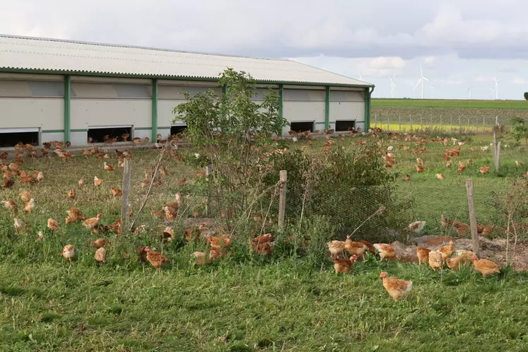 Les poulets cou nu blanc de l’Orléanais sont produits par trois organisations : la Cafo, Nouri vrai et Axéréal.