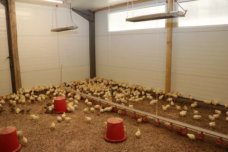 Les poulets, dindes et pintadeaux sont démarrées dans une salle équipée de chauffage au sol. 