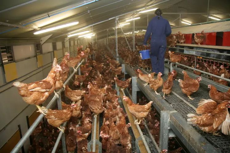 L'élevage alternatif est devenu dominant, mais la cage résiste très bien au delà d'un atelier de 50 000 poules.