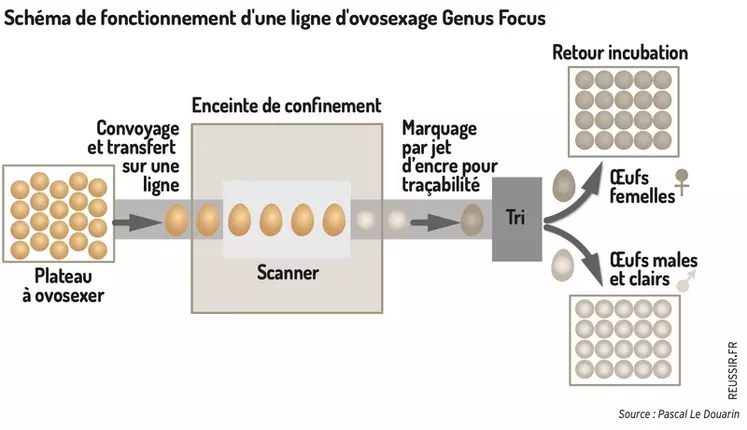 Graphique : Schéma de fonctionnement d'une ligne d'ovosexage Genus Focus