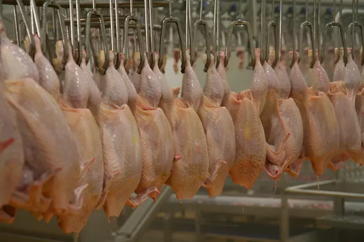 Regagner de la souveraineté alimentaire passe par un engagement fort de la filière poulet et par un soutien clairement affiché des pouvoirs publics