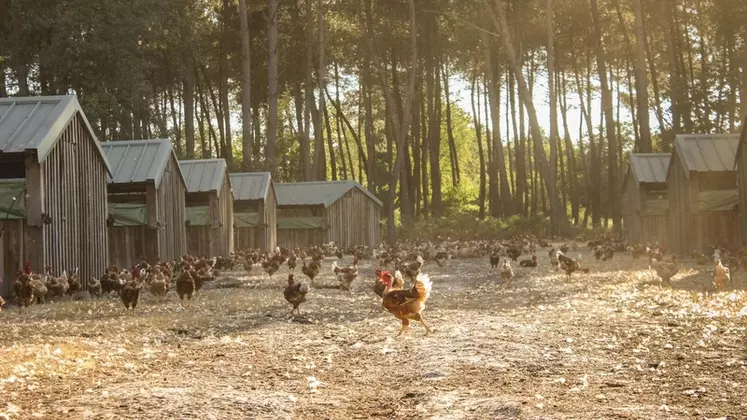  es cabanes démontables en bois ont fait place à des poulaillers déplaçables, mais le terme « cabane » reste d’usage.