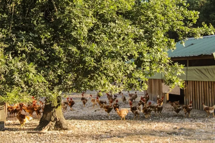 Poulets label à cou nu élevés en liberté dans la forêt landaise.