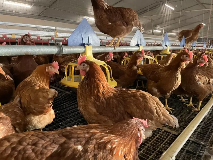 Les poules du groupe d'élevages ayant les meilleures performances disposent de davantage d'espace pour circuler autour de l'assiette.