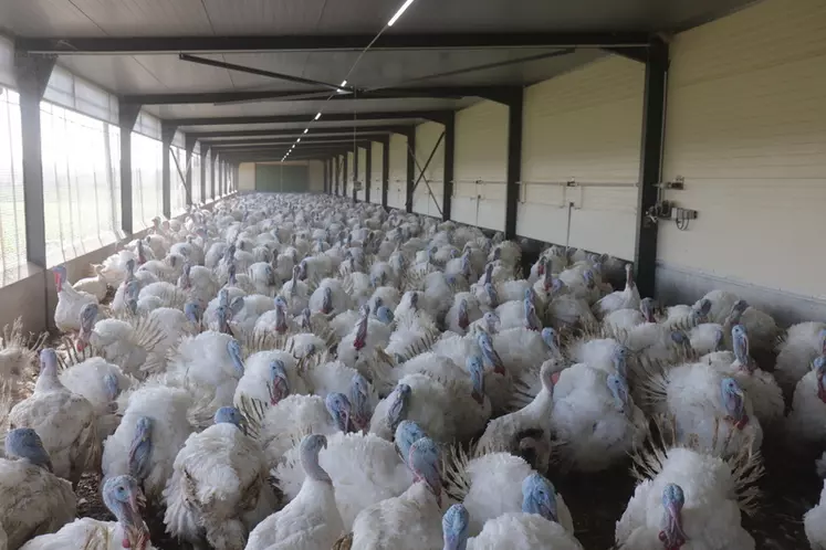 Enlevés quelques jours plus tard, ces dindons ont pesé 20,3 kg à 133 jours.