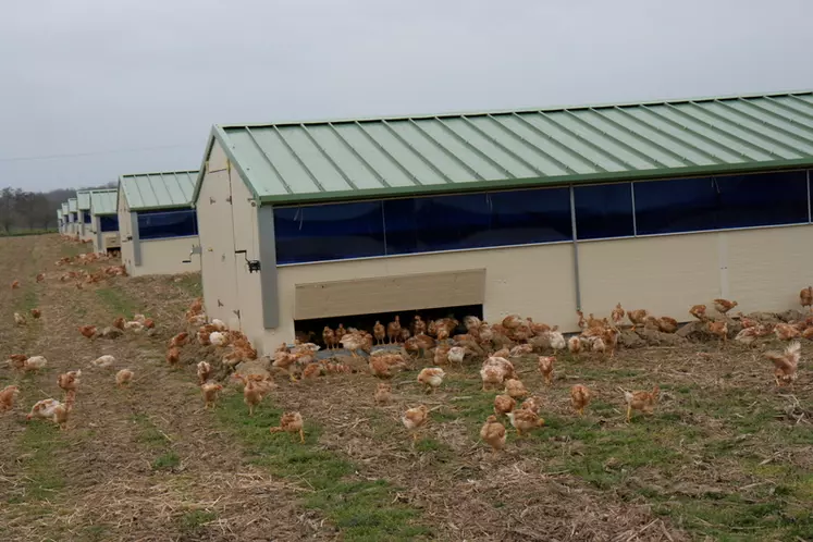 Le Sud-Ouest, fief de la diversité des volailles Label rouge