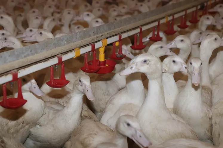 Au démarrage, l'éleveur met à disposition des alvéoles remplies d'eau (à droite) en complément des lignes de pipettes et de minicoupelles (à gauche). 