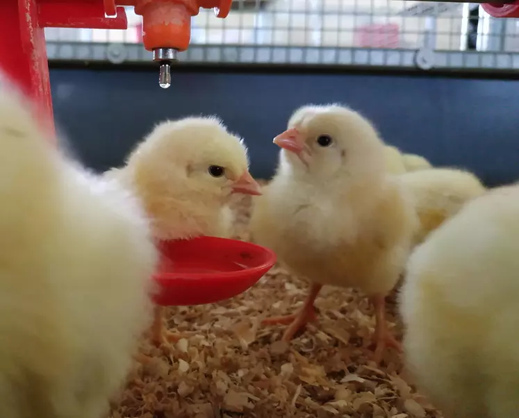 La goutte d’eau sur le pointeau incite le poussin à venir boire et à s’habituer à la pipette