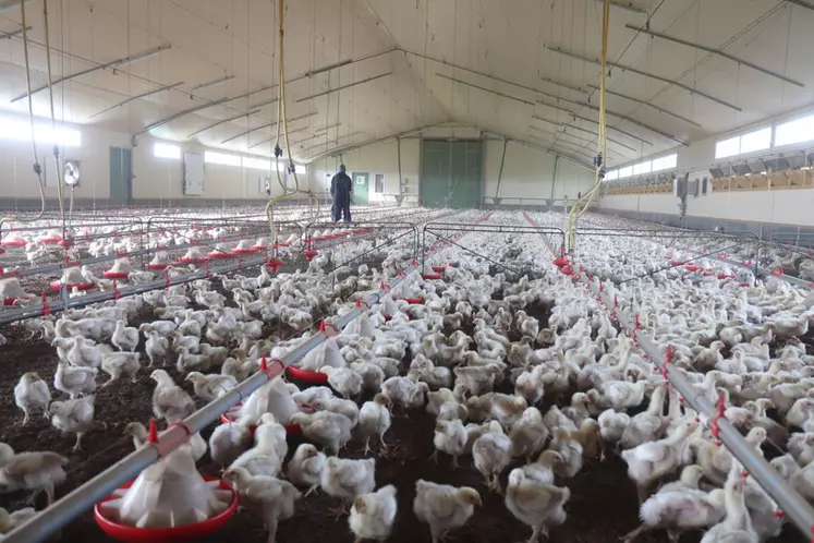 Pendant ses 15 premiers jours de vie, le poussin a du mal à tirer profit de la vitamine D3 qu'il ingère sous forme de cholécalciférol