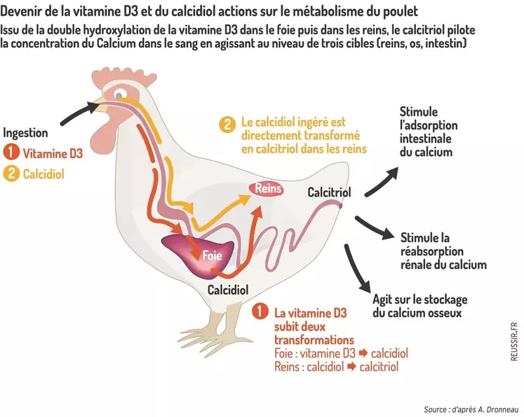 Devenir de la vitamine D3 et du calcidiol actions sur le métabolisme du pouletIssu de la double hydroxylation de la vitamine D3 dans le foie puis dans les reins, le ...
