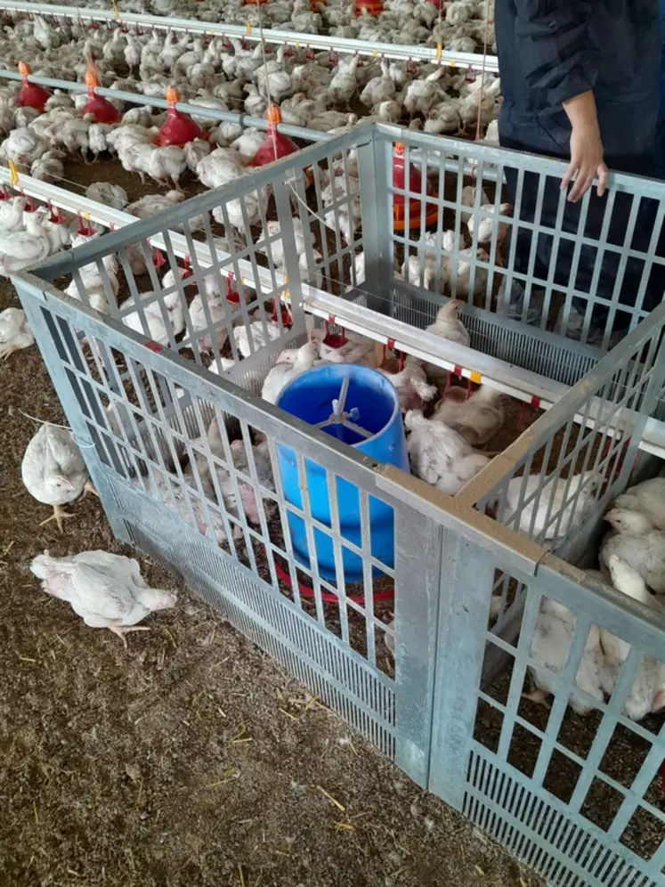 675 poulets mâles Ross 308, répartis dans 45 cases au sol de bâtiments à risque, ont été suivis par Innozh jusqu’à 35 jours (poids, GMQ, boiteries, saisies).