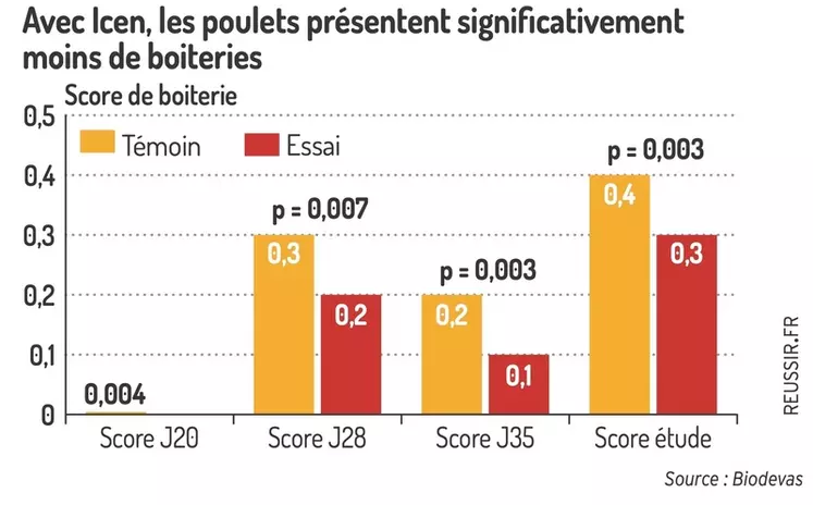 Avec Icen, les poulets présentent significativement moins de boiteries