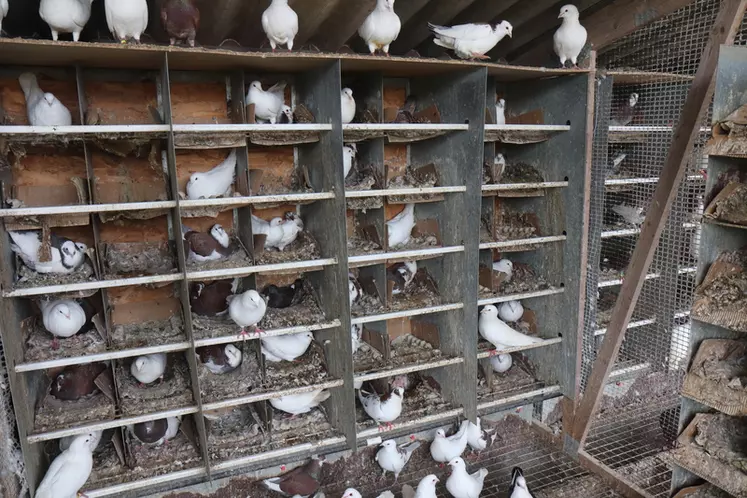 Avec un investissement relativement modéré, l’élevage de pigeons reproducteurs peut intéresser un public à la recherche d’une activité qui respecte la biologie de ...