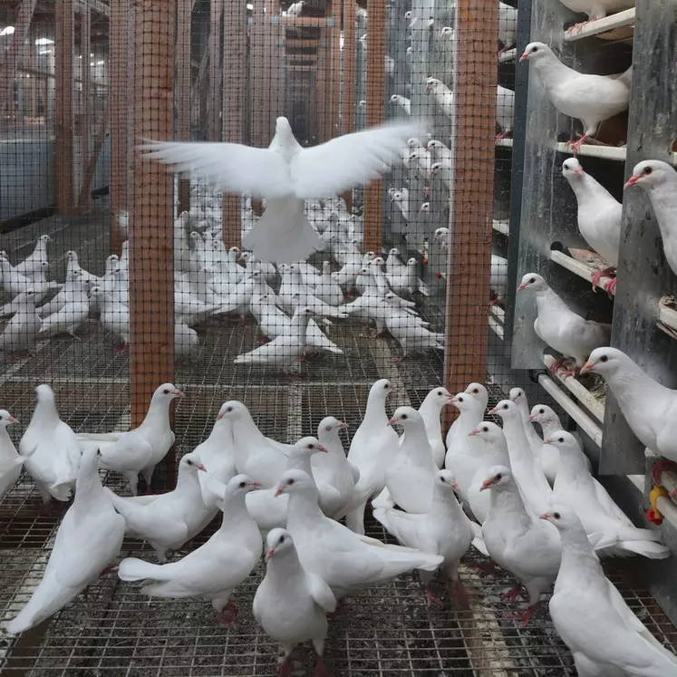 Élevage des futurs reproducteurs. Les couples évoluent dans de grandes volières et se reproduisent à leur rythme. Incubé naturellement, le pigeonneau est nourri par ses ...