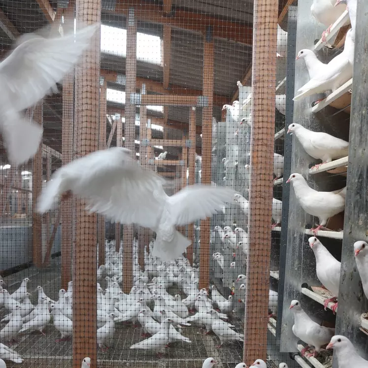 Élevage des futurs reproducteurs. Les couples évoluent dans de grandes volières et se reproduisent à leur rythme. Incubé naturellement, le pigeonneau est nourri par ses ...