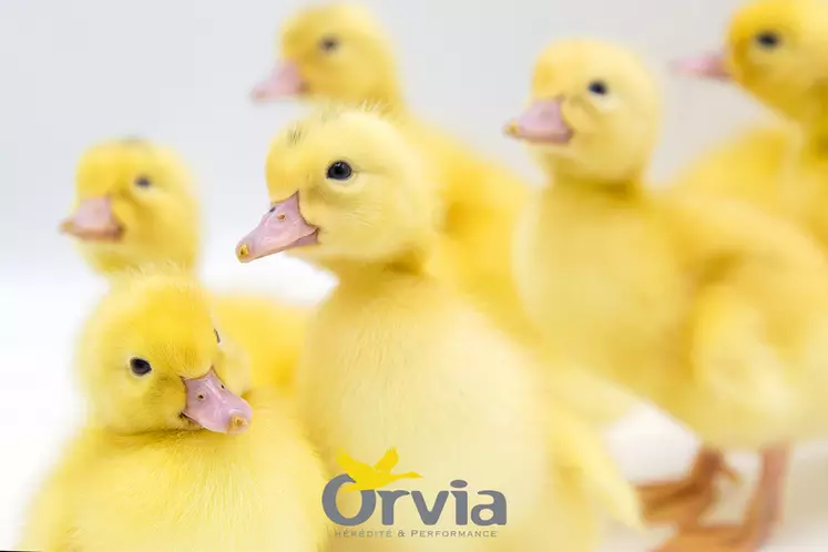 En canard mulard, des essais en élevages ont montré qu’il était possible d’obtenir des performances élevées avec une période d’engraissement plus courte.