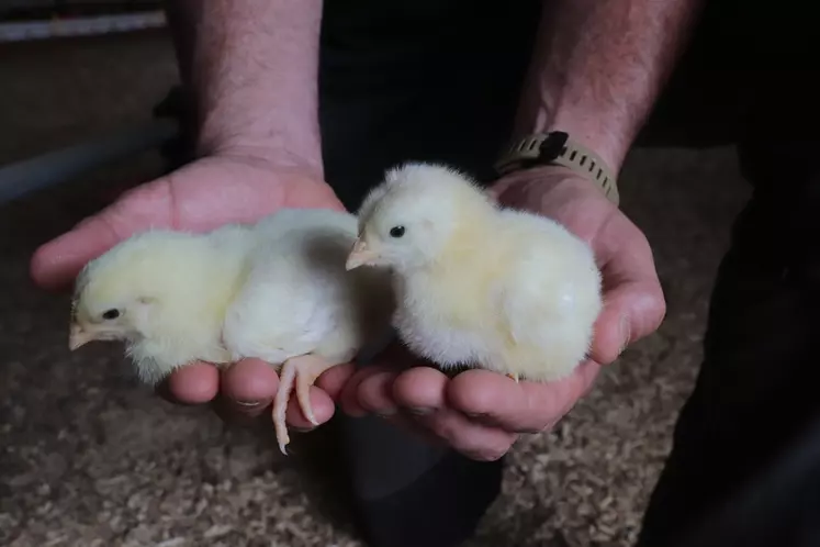 Un de ces deux poussins âgés d'une semaine va être éliminé par Anthony Bellego.