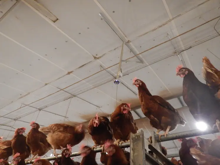 <em class="placeholder">Les deux caméras installées au-dessus de la zone dortoir filmaient les poules endormies pour détecter les comportements de grattage des poules gênées par les poux.</em>