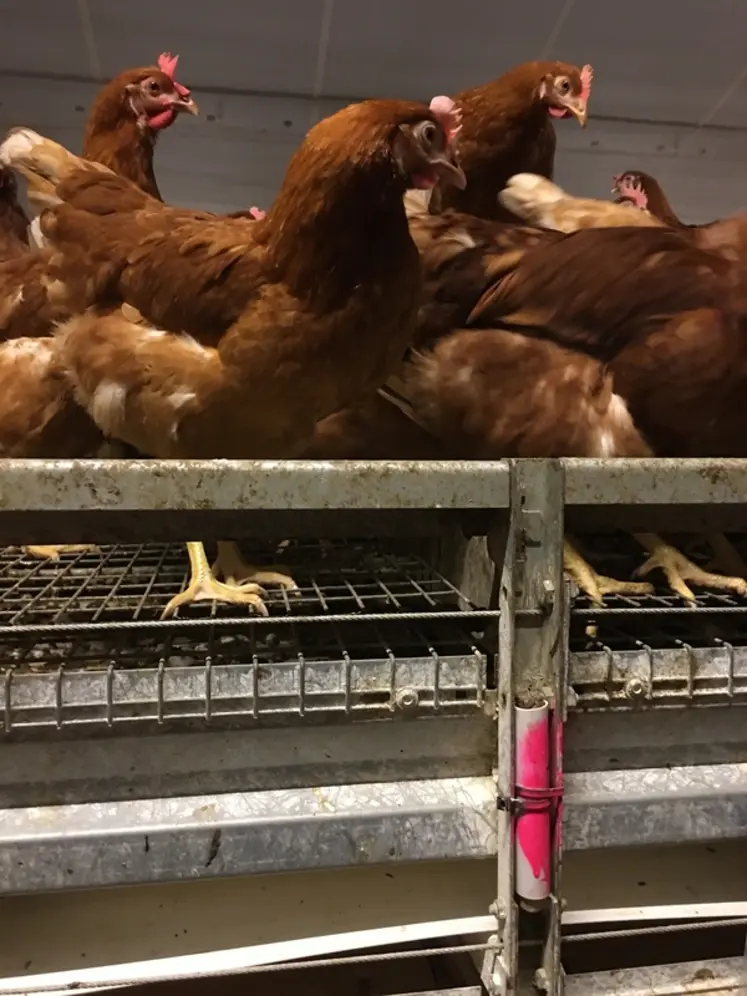 <em class="placeholder">Identifier une recrudescence des poux rouges en surveillant l&#039;activité nocturne des poules </em>