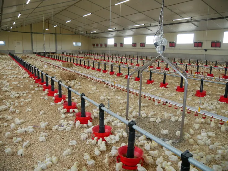 <em class="placeholder">L’enrichissement du milieu ou un jardin d’hiver améliorent la mobilité et le comportement exploratoire des poulets, sans altérer les performances. </em>