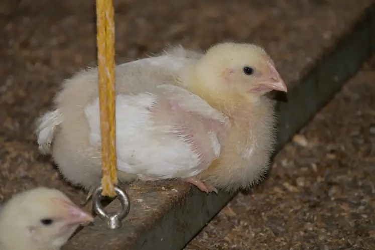 Jeune poulet sur un perchoir dans un poulailler