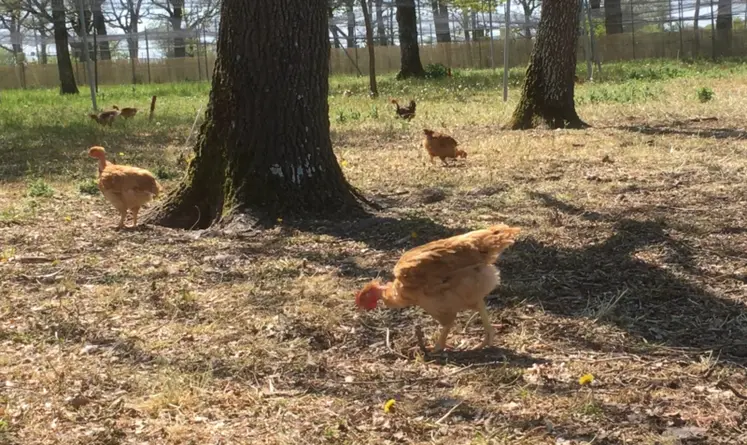<em class="placeholder">Des poulets cou nus à croissance lente sur un des parcours Inrae au Magneraud.</em>