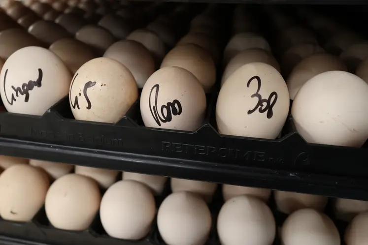 <em class="placeholder">Les couvoirs appliquent des règles de biosécurité qui minimisent les risques de transmission de germes aux poussins commerciaux.</em>