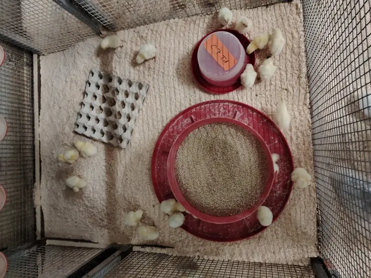 <em class="placeholder">Quatre protocoles sanitaires ont été testés en station expérimentale durant la première semaine de vie des poussins : aucun traitement, association d&#039;antibiotiques, ...</em>
