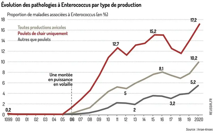 <em class="placeholder">En 2020, le RNOEA a relevé l’implication des entérocoques (principalement E. cecorum) dans 17,2 % des pathologies du poulet</em>