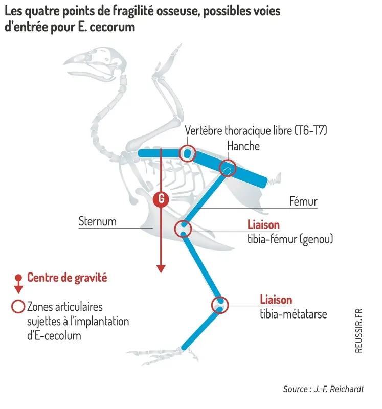 <em class="placeholder">L&#039;accroissement de la masse musculaire des souches modernes a tendance à solliciter les articulations des pattes et la colonne vertébrale, créant des points de fragilité ...</em>