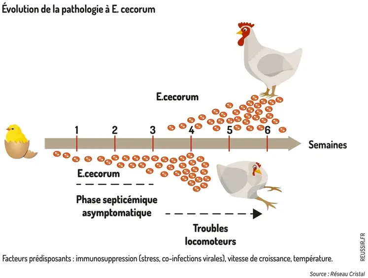 <em class="placeholder">Évolution chronologique de la pathologie à E.cecorum</em>